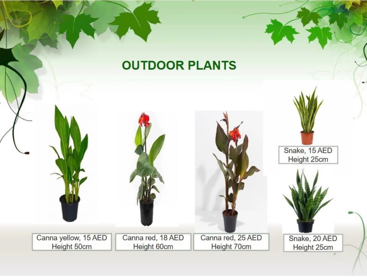 Available Plants & Prices | Blue Orchids